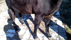 Far more former personnel of tucson transferring enterprise assert unpaid wages. Horses For Sale Raleigh Nc Craigslist 06 2021