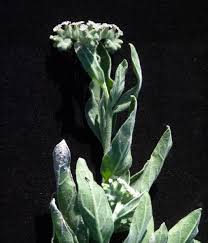 Image result for Euploca ovalifolia