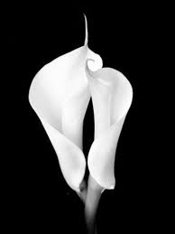 Black And White Pictures Of Lily Flowers Two White Calla Lilies Photographic Print Winfred Evers Allposters Com Calla Lily Black And White Photography White Photography
