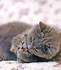 Cat Mom With Little Baby Buyakitten Kittens Cutest Mama Cat Cats