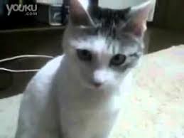 Funny Cat Videos Funny Cat Video Funny Cat Videos Com Funny Cat Videos For Kids Funny Cat And Dog V Funny Cat Videos Cat And Dog Videos Cat Videos For Kids