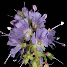 Image result for Veronica abyssinica