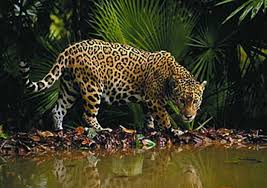 • current estimated jaguar population: Tropical Jaguar Rainforest Animals