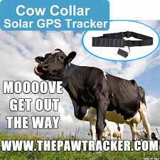 Moooove Get Out The Way Get Out The Way Moooove Funny Post Pet Tracker Gps Tracker Gps