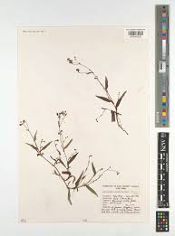 Image result for Aneilema zebrinum