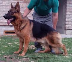 We offer affordable akc european german shepherd puppies in upstate new york. German Shepherds Puppies Now From Oversized Parents Home