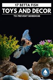 This video will show you the supplies you need for breeding betta fish (siamese fighting fish). 17 Betta Fish Toys And Decor To Prevent Boredom Do Betta Fish Get Bored In Their Tank After All He S Just A Fis Betta Fish Toys Betta Fish Betta Fish Tank