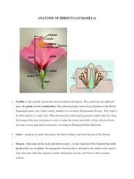 Hummingbirds are also pollinators for the. Anatomy