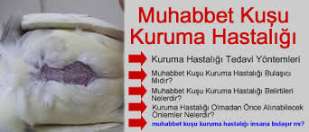 Muhabbet Kuslari Kuruma Hastaligi Tedavisi Ilacla Tedavi Sekilleri