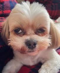 Say 'yes' if you are a shih tzu lover or owner 🥰