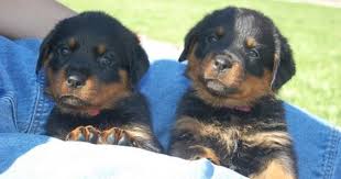 Strong German World Cup Names For Rottweilers Dog Names Great Dog Names Bulldog Breeds