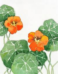 Flower Painting Watercolor Painting Print Nasturtiums By Laberge Watercolor Flowers Paintings Flower Painting Watercolor Flowers