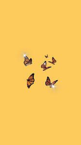 Tumblr wallpaper phone wallpaper images cute wallpaper backgrounds disney wallpaper cool wallpaper cute wallpapers iphone wallpaper yellow butterfly wallpaper iphone sunflower wallpaper. Aesthetic Wallpaper Yellow Butterfly In 2021 Butterfly Wallpaper Yellow Butterfly Art Collage Wall