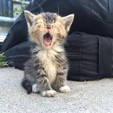 Patileri Opulesiceler Kediler Kedi Fotograflari Forumtutkusu Com Forum Tutkunlarinin Tek Adresi Sevimli Kedi Yavrulari Guzel Kediler Sevimli Kediler