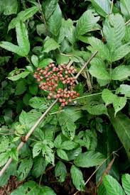 Image result for Leea