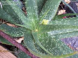 Image result for Aloe cameronii × greatheadii