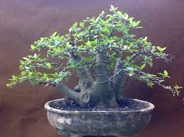 Jenis Jenis Bonsai Yang Banyak Diminati Bibit Online