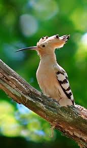 Epingle Par Halil Keskin Sur Animals Animaux Oiseau Du Paradis Oiseaux