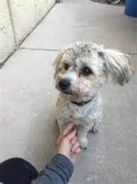 Is This Your Dog November 2015 Lost Dogs Arizona Losing A Dog Dogs Your Dog