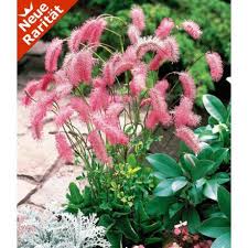 Japan Wiesenputzer 2 Knollen Baldur Garten Gmbh Pflanzen Winterharte Stauden Japanische Pflanzen