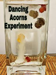 Help the doctor acorn build a snowman in this exciting sequel to the popular dr. Simple Dancing Acorns Science Experiment This Experiment Is Always A Favourite With Little One Science Experiments Kids Easy Science Easy Science Experiments