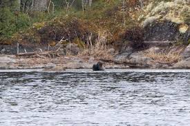 Norppalive alkaa taas – tämä kaikki on muuttunut