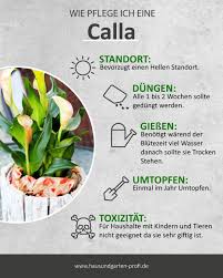 Calla Richtig Pflegen So Geht S In 2020 Calla Calla Pflanze Calla Pflege