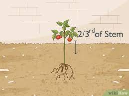 We did not find results for: 3 Ways To Prepare The Soil For Tomato Plants Wikihow