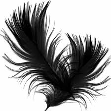 plumes noires