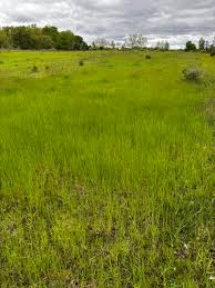 Image result for Sorghastrum stipoides