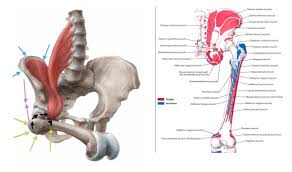 Glutes is a trimmed version of glut (gl utility toolkit). The Glutes Are In Fact Great Internal Hip Rotators Too Open Your Mind The Gait Guys