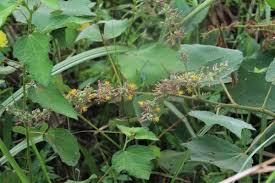 Image result for Triumfetta cordifolia