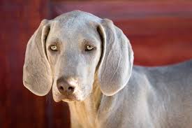 Primary lung cancer, a tumor originating in the lungs, is relatively rare in canines. Primary Lung Tumors In Dogs Symptoms Causes Diagnosis Treatment Recovery Management Cost