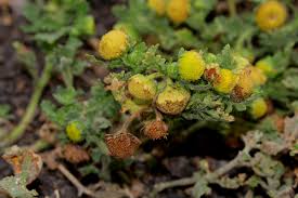 Image result for Grangea maderaspatana