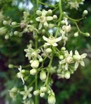 Image result for Ekebergia