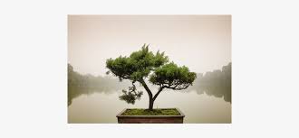 We did not find results for: Green Chinese Bonsai Tree Bonsai Tree Zen Garden Free Transparent Png Download Pngkey