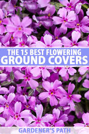 12 ground cover plants with purple flowers: The 15 Best Flowering Ground Covers For Yard Gardener S Path