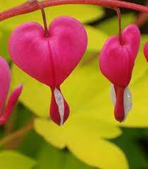 How To Transplant A Bleeding Heart Plant Bleeding Heart Plant Bleeding Heart Flower Bleeding Heart