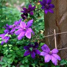 Maybe you would like to learn more about one of these? Year Round Gardening Pruning Clematis Lifestyle Gazette Com