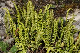 Image result for Asplenium goetzei