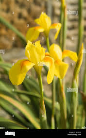 Image result for Moraea spathulata
