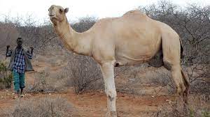 Verschiedene anpassungen, wie die fähigkeit, mehr als 30% seines gesamten wassergehalts zu verlieren, ermöglichen es ihm. Steckbrief Kamel Wissen Swr Kindernetz