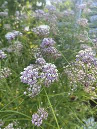 Image result for Asclepias