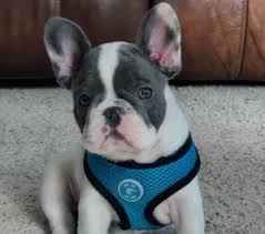 Quickly find local pets for sale a classified site for pets is priceless when you are looking for a specific type of pet, such as a turtle, snake, hamster, parrot, dog, cat, and more. French Bulldog Puppies For Sale Under 1000 In Nc