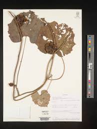 Image result for Lepistemon owariensis