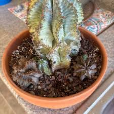 Image result for Euphorbia didiereoides