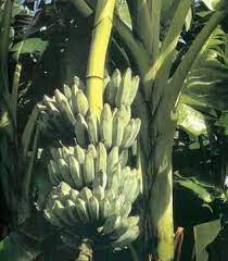 Musa Ice Cream Blue Java Ice Cream Banana Tree Sun Ps 10 15 Feet Cold Hardy To Zone 8 But Still Needs Protect Banana Ice Cream Banana Plants Banana Tree