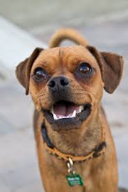 They Adore To Stroll And Chase A Toy Several Miniature Pinschers Really Like The Squeak Toys Seltene Hunderassen Langhaardackel Hunde