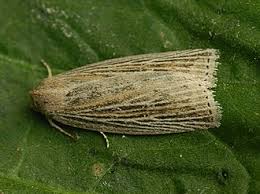 Image result for Chilodes maritima