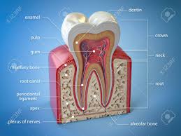 The bones in the human body can be further separated into six broad categories according to their relative gross anatomy. Dental Tooth Anatomy Cross Section Of Human Tooth With Infographics Stock Photo Picture And Royalty Free Image Image 129443900